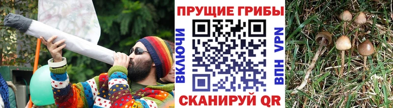Галлюциногенные грибы Psilocybine cubensis Лангепас