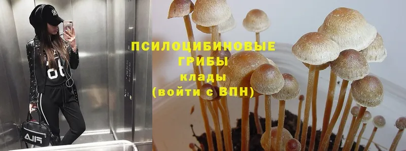 что такое   Лангепас  мориарти телеграм  Псилоцибиновые грибы Cubensis 